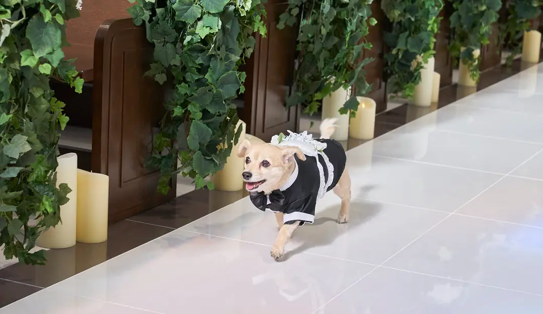 オンリー"ワン"wedding☆彡の様子